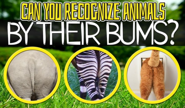 Can You Recognize Animals By Their Bums?