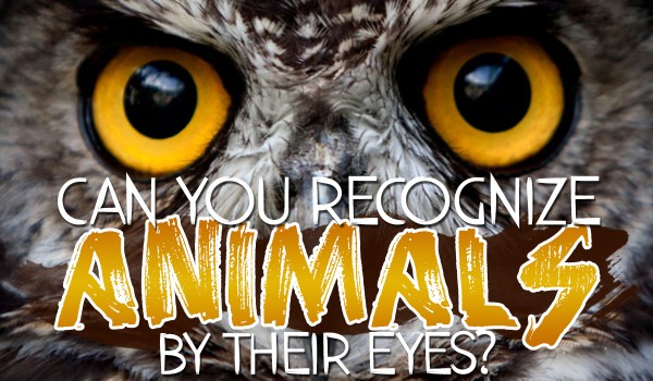 Can You Recognize These Animals Only By Their Eyes?