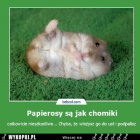 Chomicek_jest_jak_papjerosy