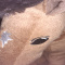 WildHorses