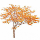 Orange_tree