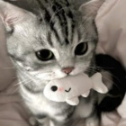 Feathertail_1234