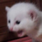 chlep